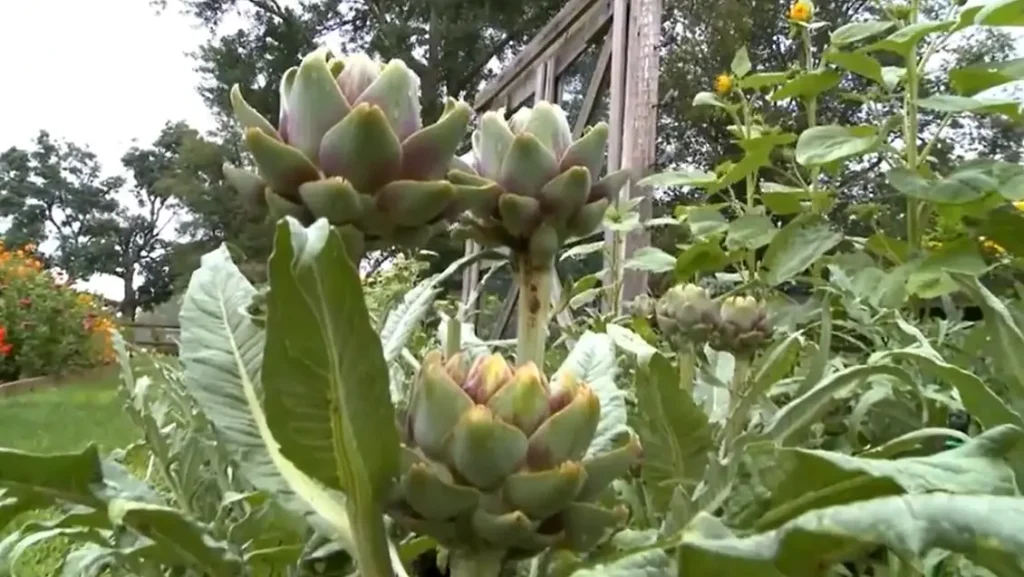 Types of Artichoke Plants