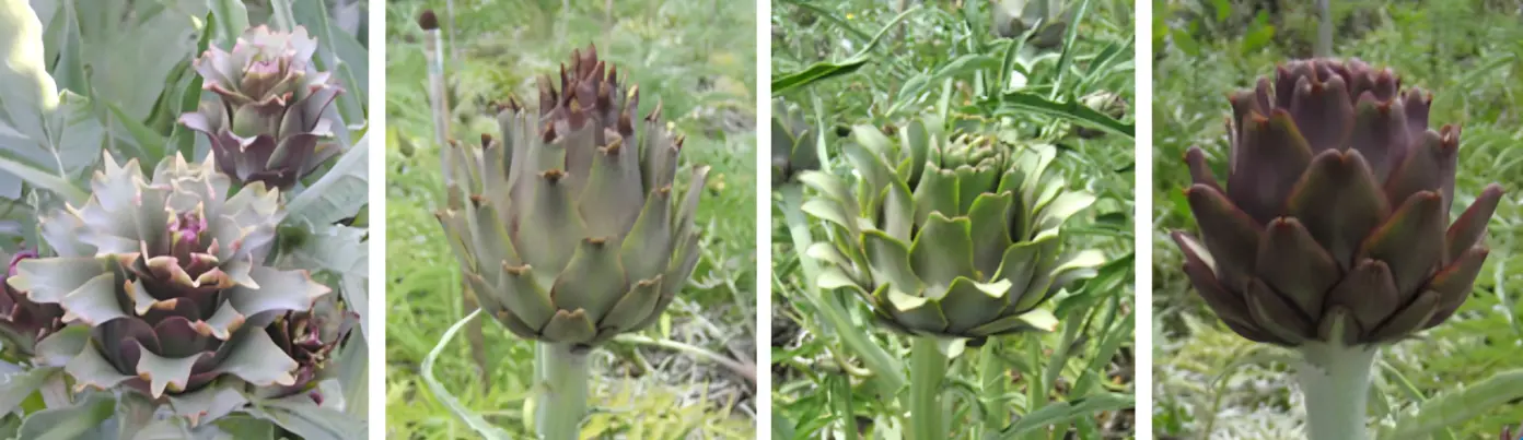 Types of Artichoke Plants