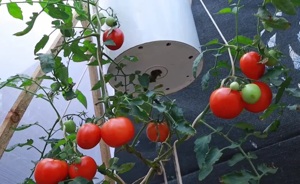 Upside Down Tomato Planter