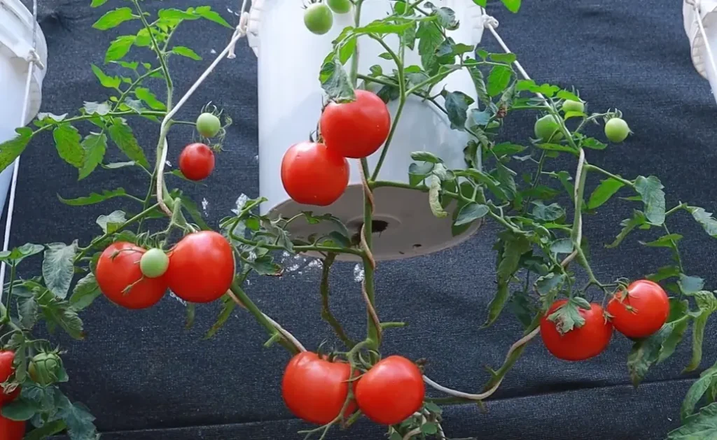 Upside Down Tomato Planter