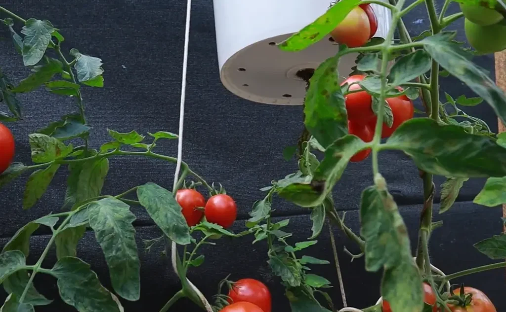 Upside Down Tomato Planter