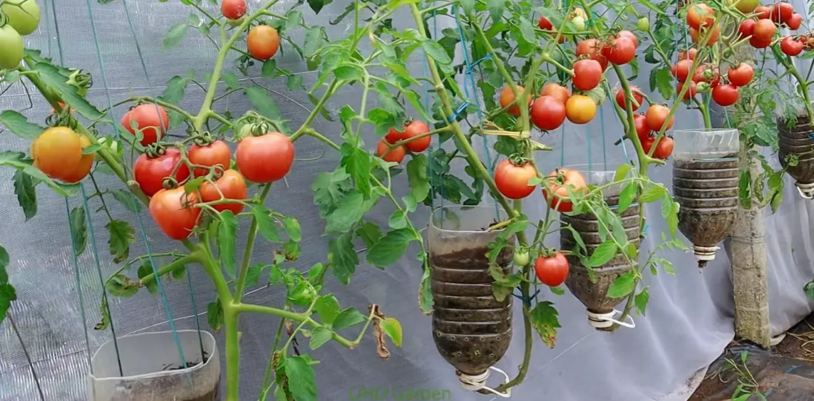 Upside Down Tomato Planter