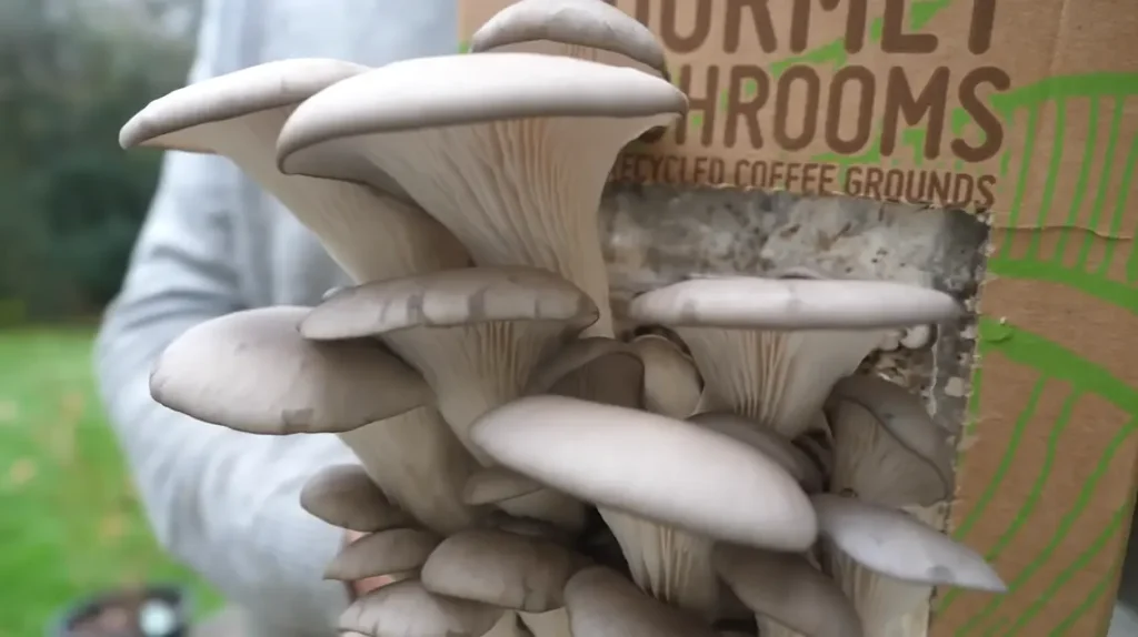 When is Mushroom Season: Wild mushrooms growing in a forest during peak harvesting time.