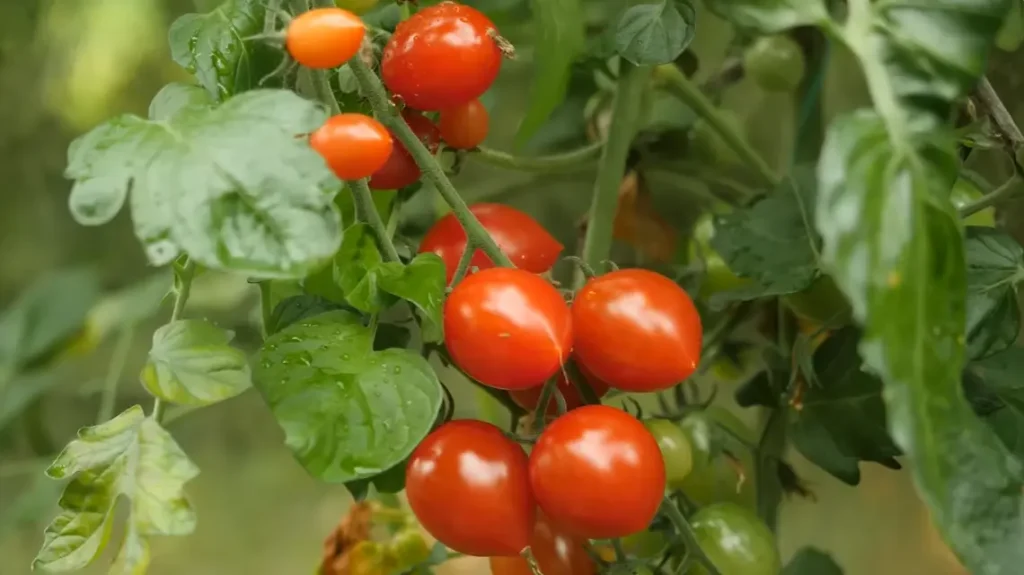 When is Tomato Season