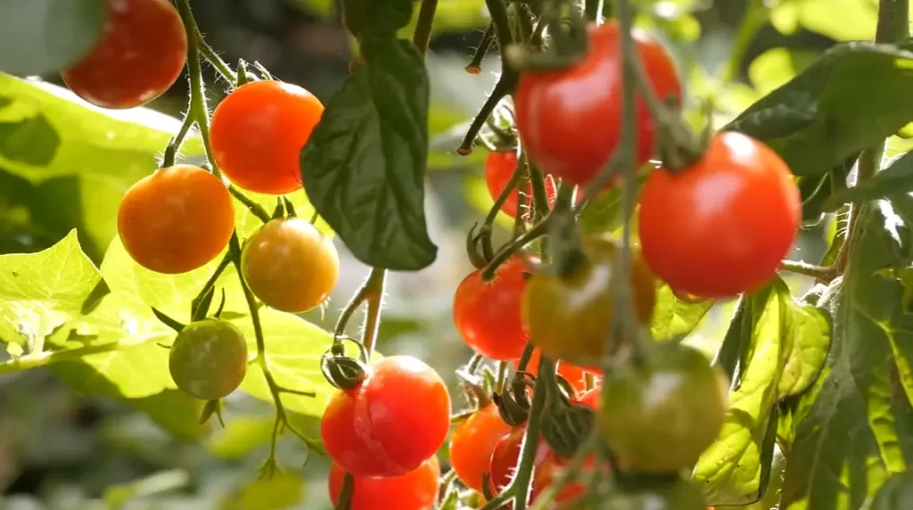 When is Tomato Season