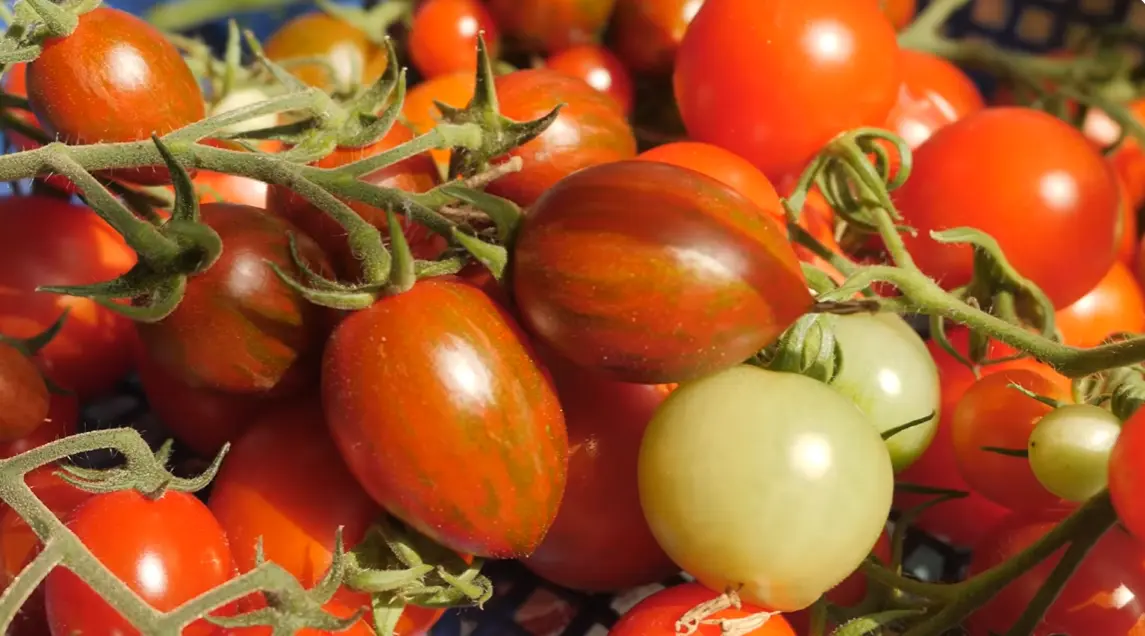 When is Tomato Season