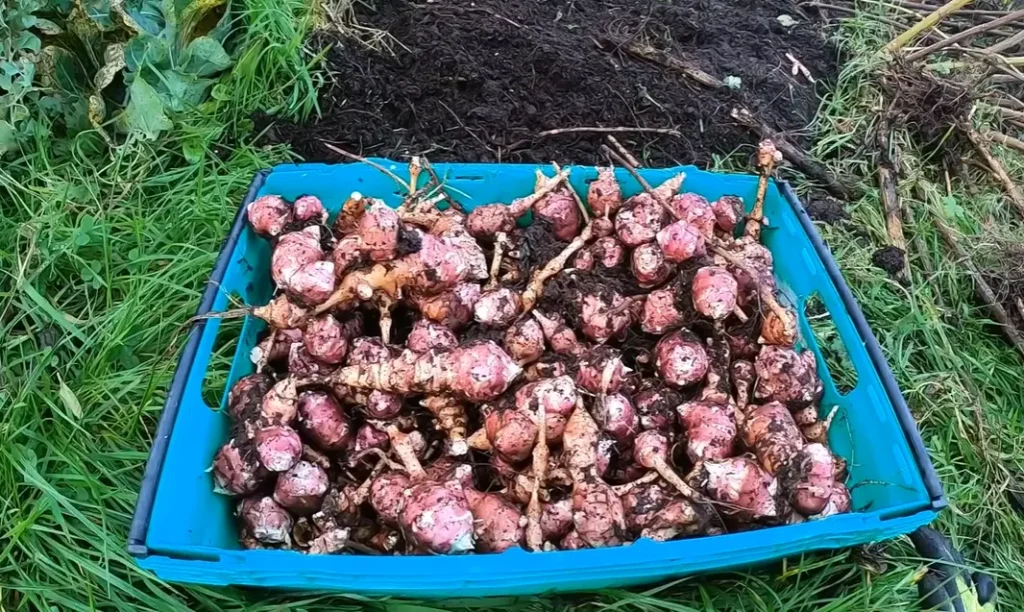 When to Harvest Jerusalem Artichokes