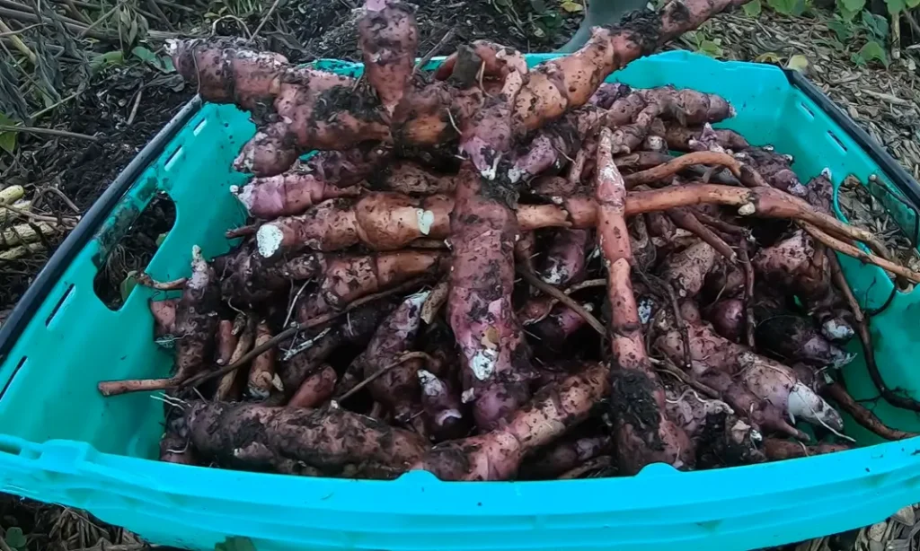 When to Harvest Jerusalem Artichokes