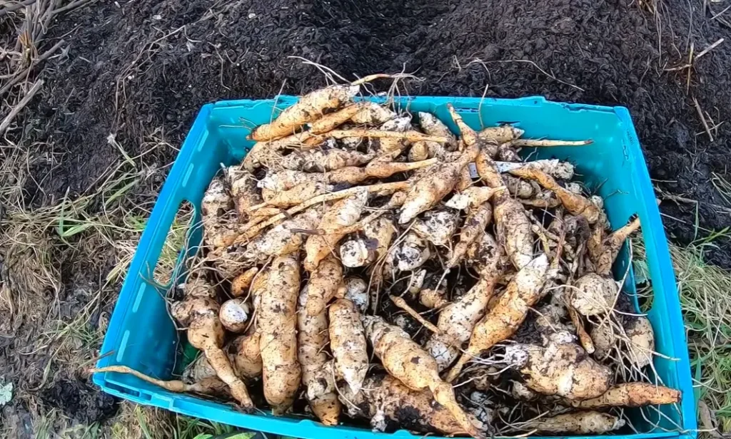 When to Harvest Jerusalem Artichokes