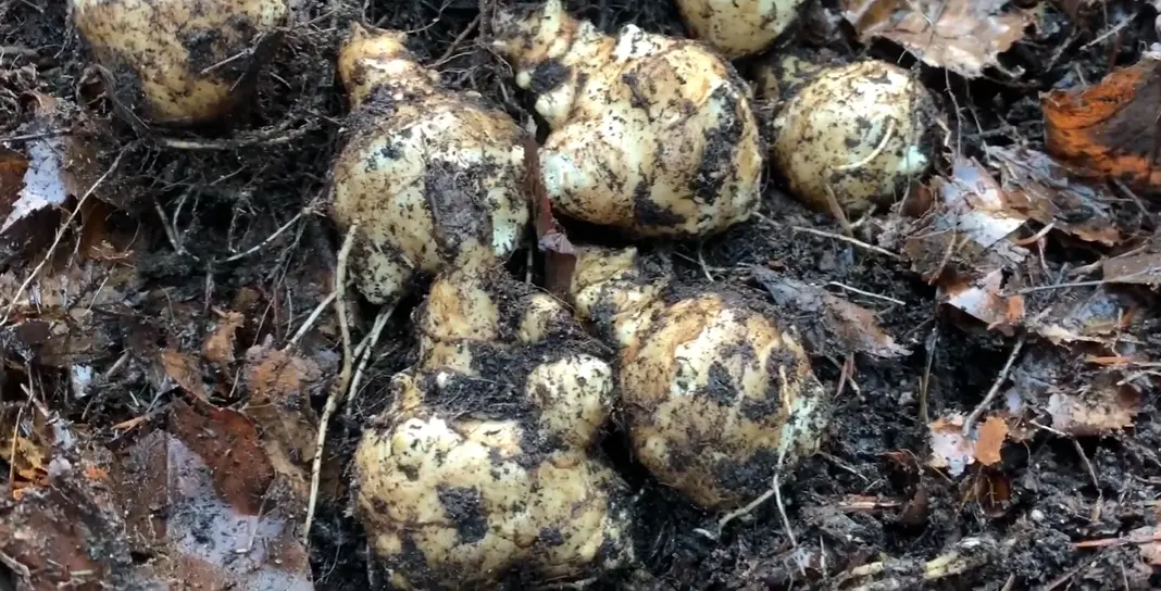 When to Harvest Jerusalem Artichokes