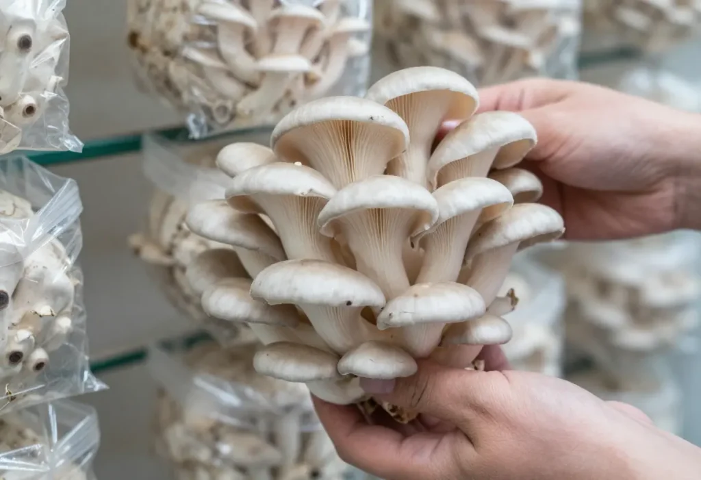 When to Harvest Oyster Mushrooms: Fresh oyster mushrooms at perfect size and shape, ready to pick