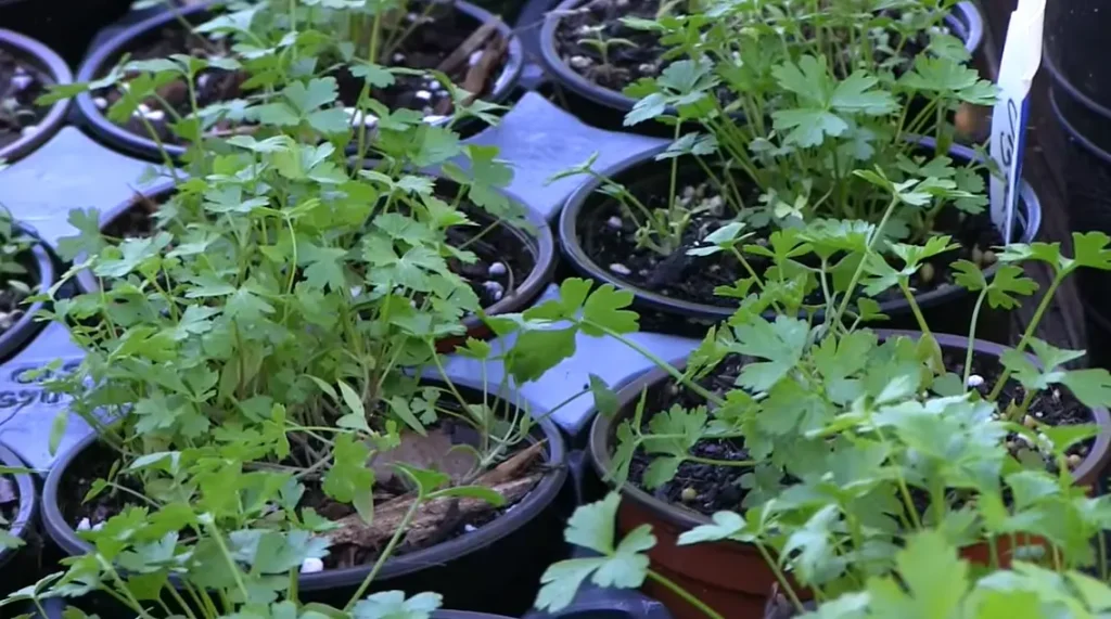 When to Harvest Parsley