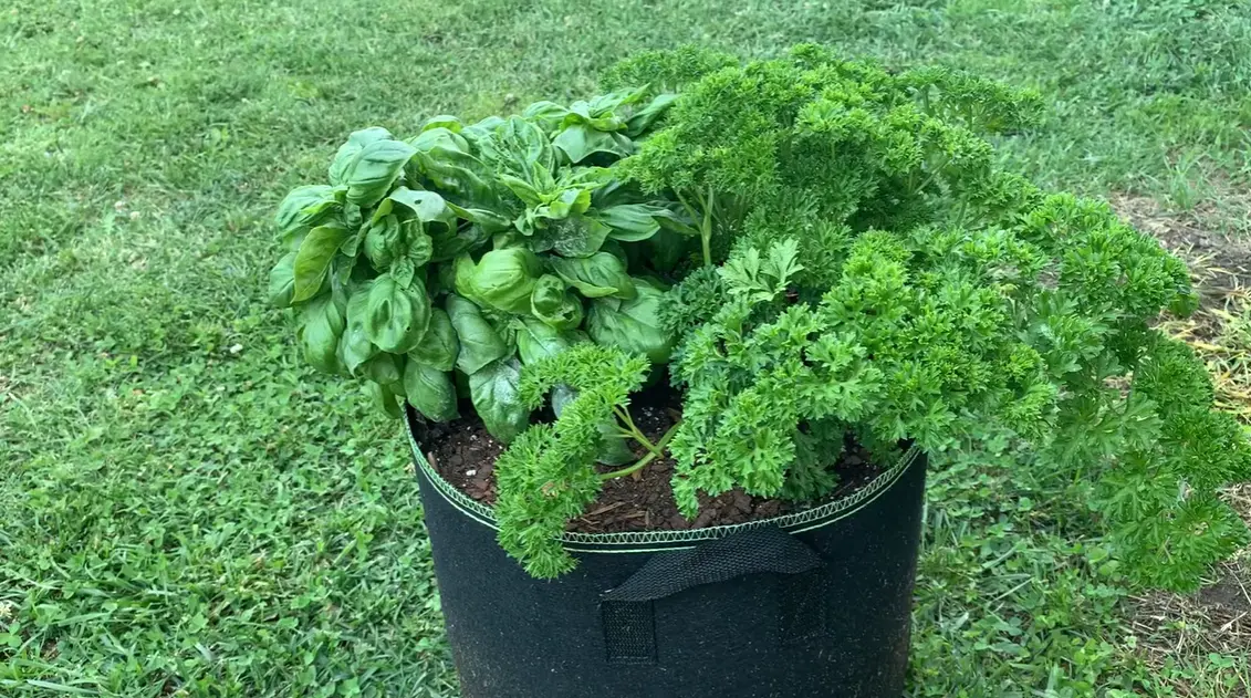 When to Harvest Parsley
