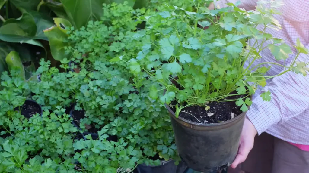 When to Harvest Parsley