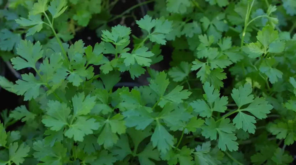 When to Harvest Parsley