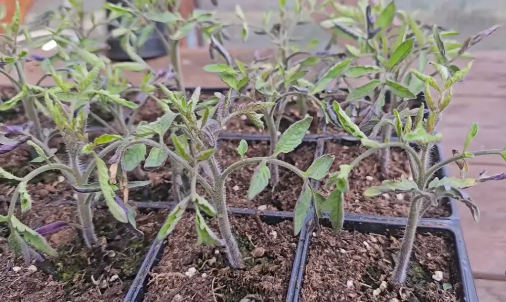 When to Start Tomato Seeds Indoor