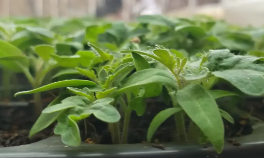 When to Start Tomato Seeds Indoor