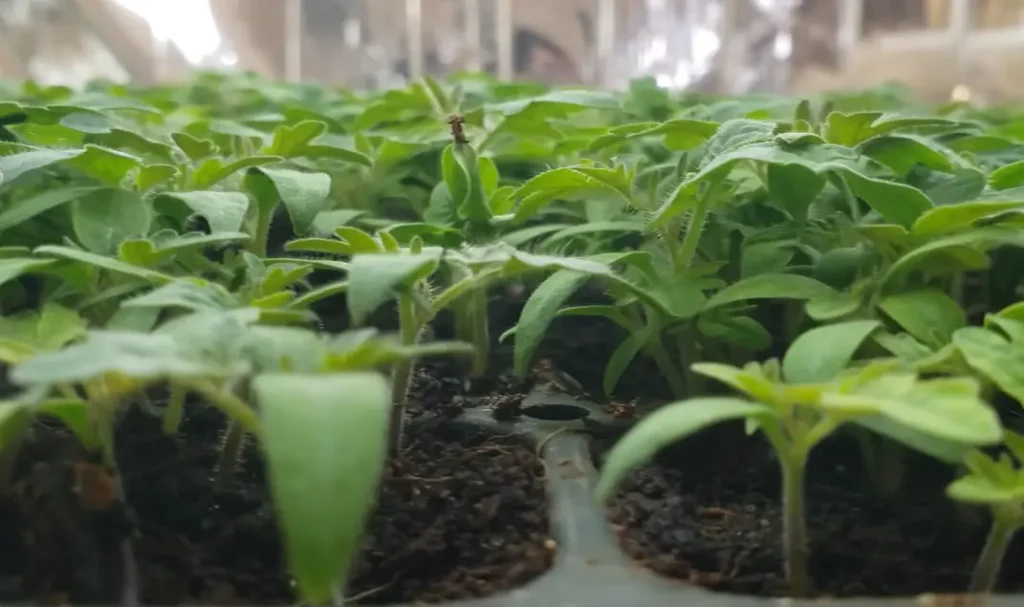When to Start Tomato Seeds Indoor