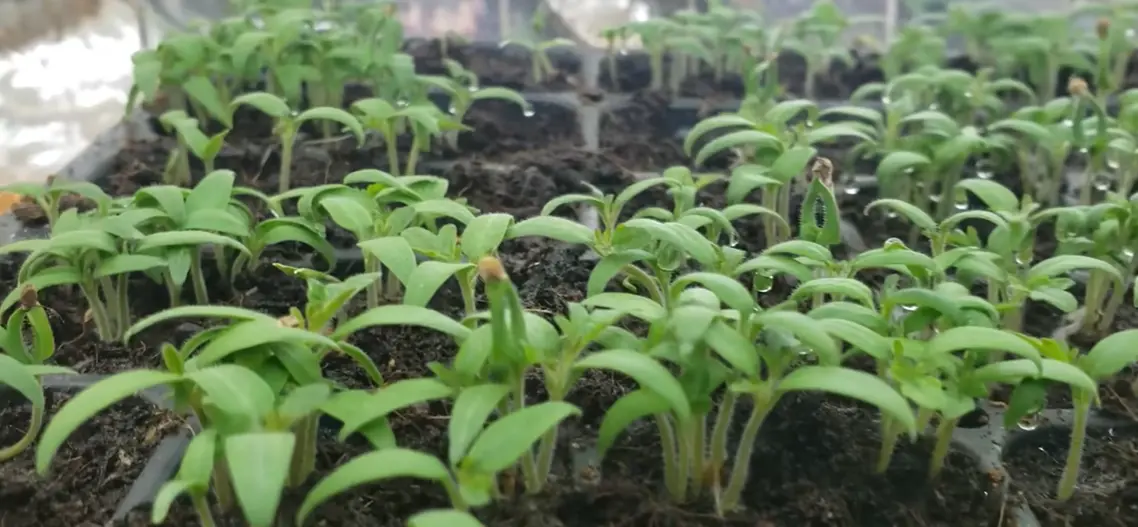 When to Start Tomato Seeds Indoor