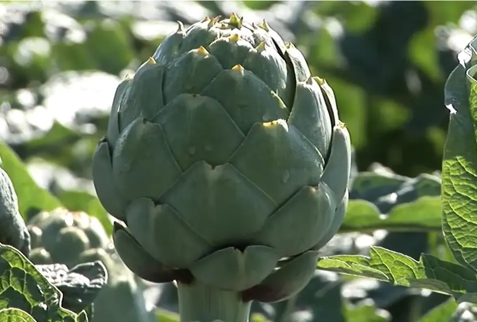 Where are Artichokes Grown