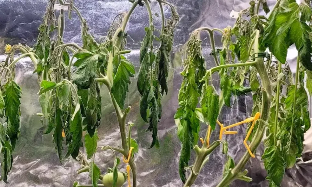 Will Sand Prevent Root Rot
