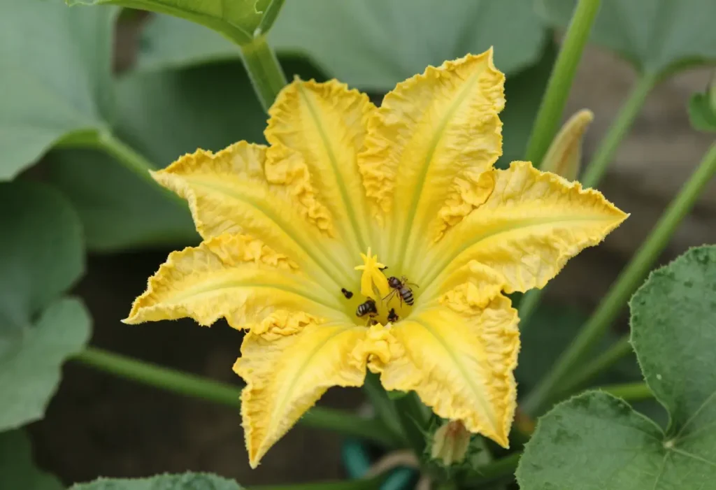 Best Way to Grow Zucchini: Mulched garden bed with properly spaced zucchini plants.