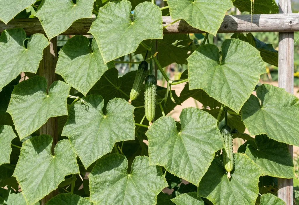 Growing Cucumbers in Texas – close-up of cucumber fruits growing on trellis in Texas backyard