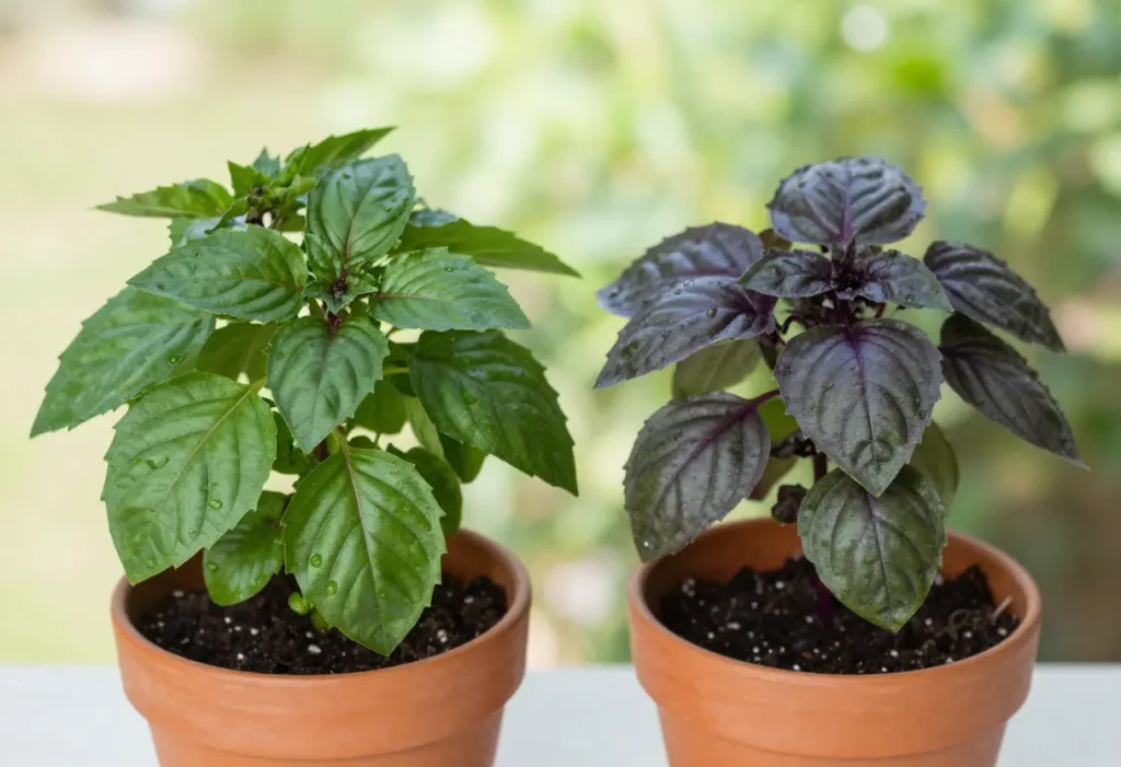 Holy Basil Vs Thai Basil: Fresh leaves of both varieties on a kitchen countertop for visual reference.