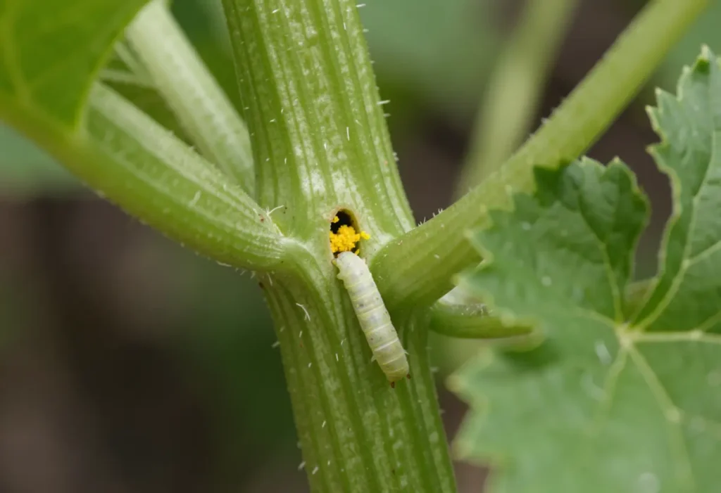 How to Prevent Squash Vine Borer – close-up of healthy squash vines protected from pests