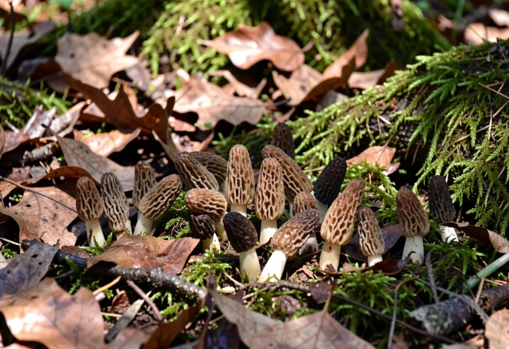 When is Morel Mushroom Season – close-up of morel mushrooms emerging in spring woodland
