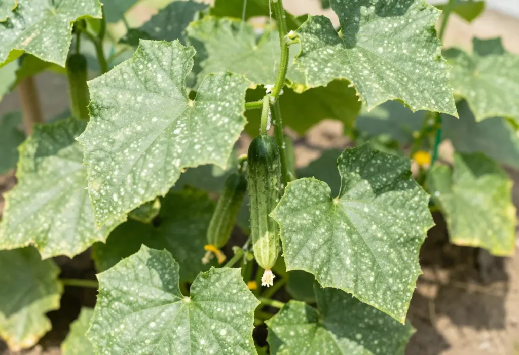 White Spots on Cucumber Leaves – close-up of powdery mildew on cucumber plant foliage