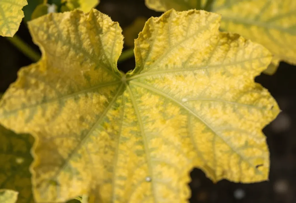 Zucchini Leaves Turning Yellow: Garden plant showing early signs of overwatering and poor drainage.