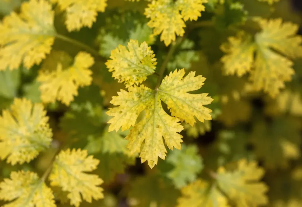 Cilantro Leaves Turning Yellow – hands checking soil moisture around yellow cilantro leaves