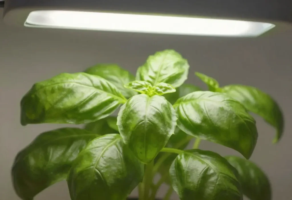 Grow Light for Basil – healthy basil plants growing indoors with artificial light