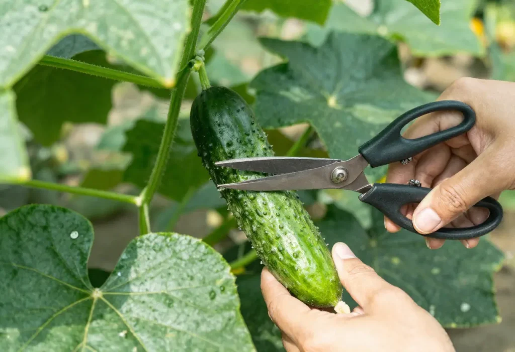 How Do You Know If a Cucumber is Ripe with freshly picked cucumbers on vine