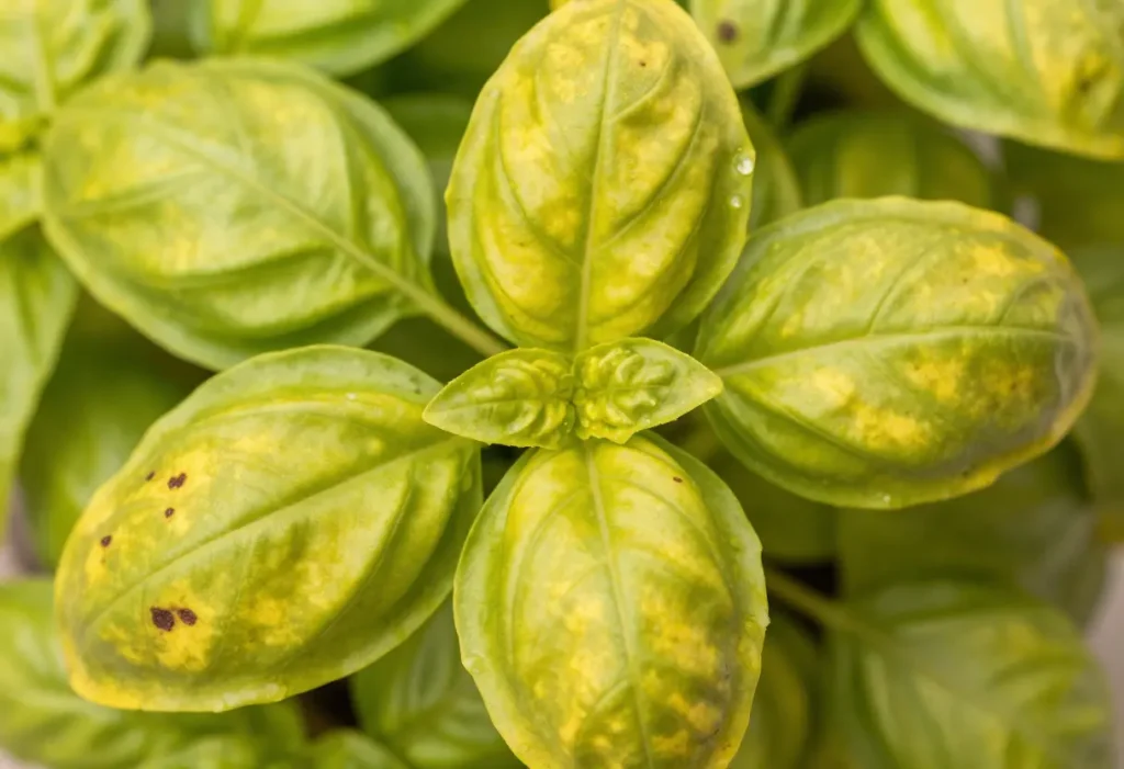 How to Fix Yellow Basil Leaves with proper sunlight and watering care
