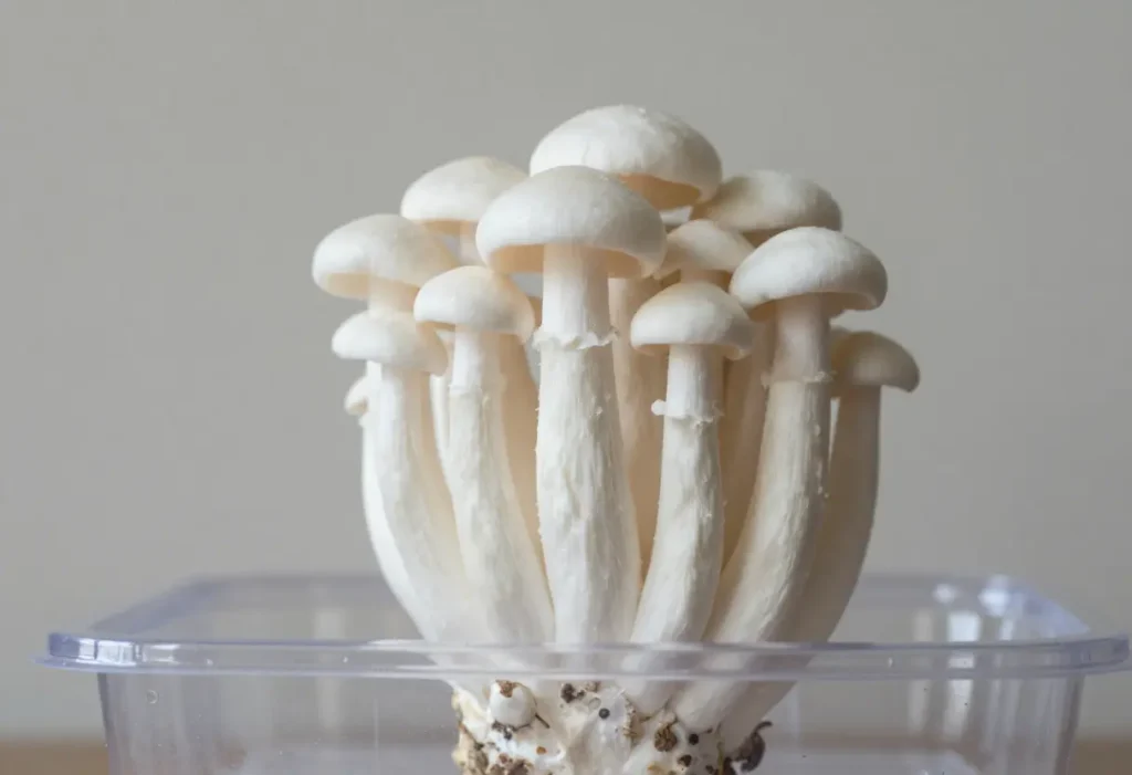 How to Grow Enoki Mushrooms – cluster of long white enoki mushrooms growing in jar