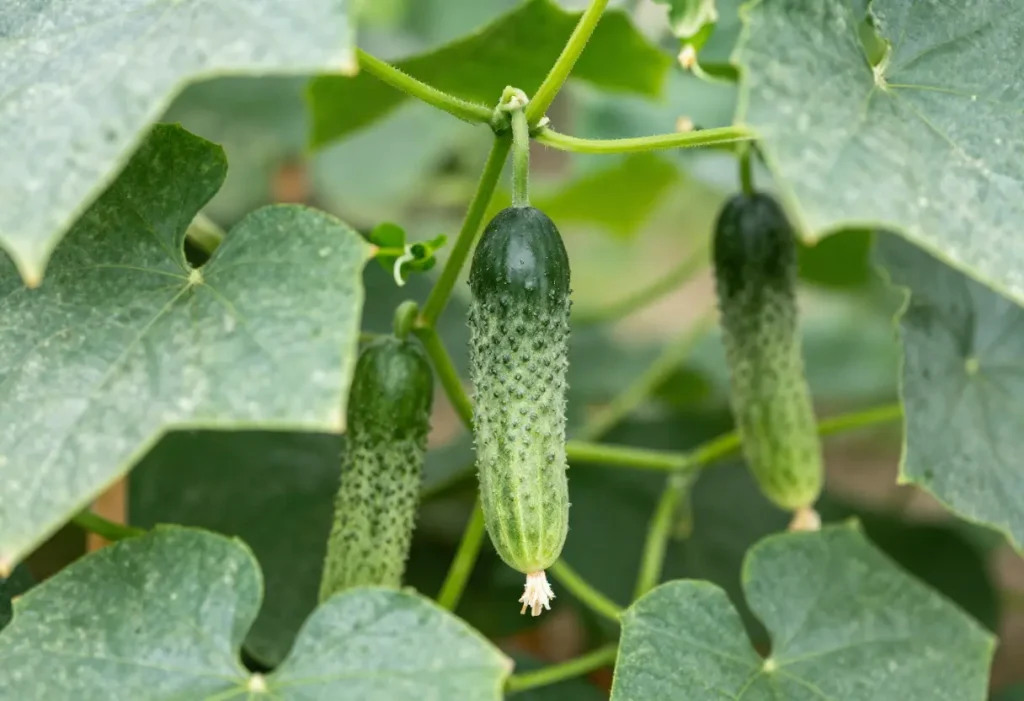 How to Tell When a Cucumber is Ready to Pick – close-up of ripe cucumber hanging on plant