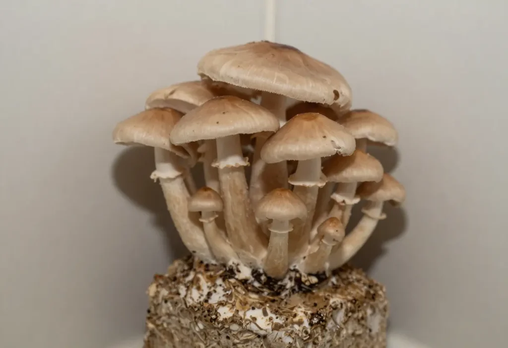 Mushroom Growing in Bathroom – indoor mushroom growth due to excess moisture in bathroom