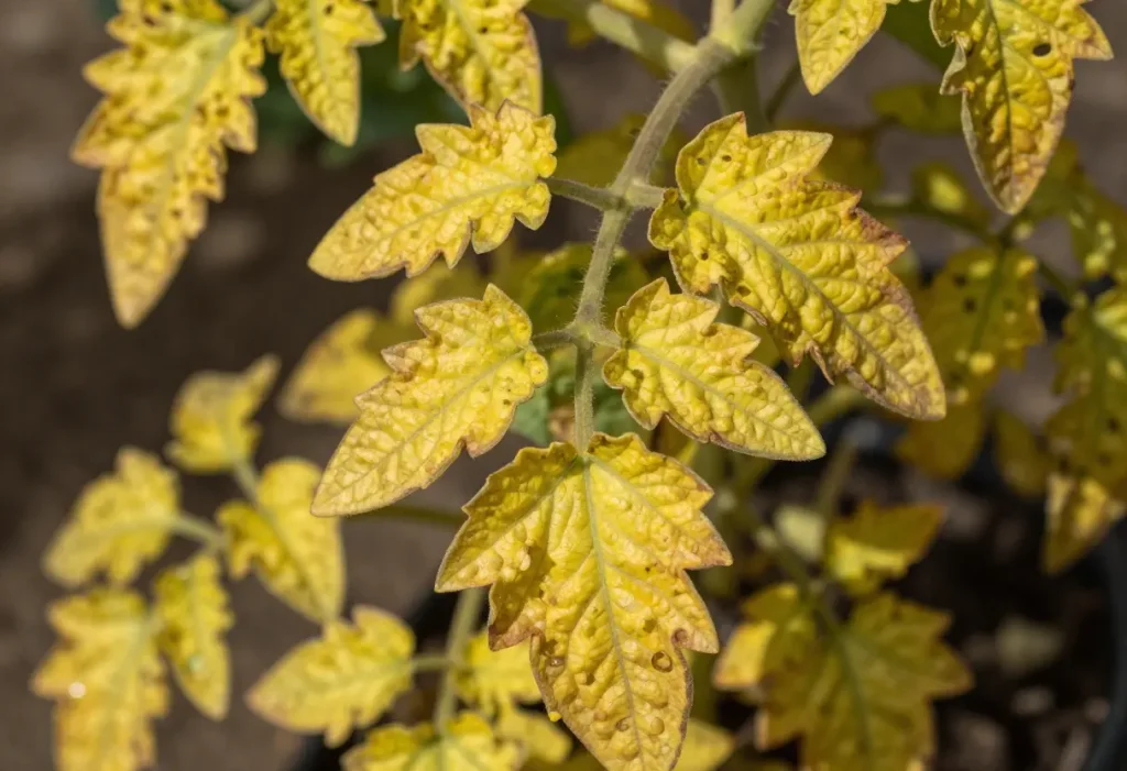 Tomato Leaves Turning Yellow – close-up of tomato plant leaves showing yellowing symptoms