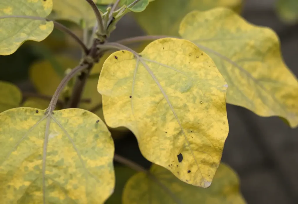 Why are My Eggplant Leaves Turning Yellow – eggplant plant showing yellow leaves and stress symptoms