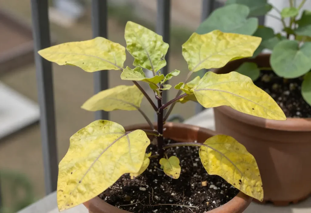 Why are My Eggplant Leaves Turning Yellow – gardener inspecting eggplant leaves for nutrient deficiency