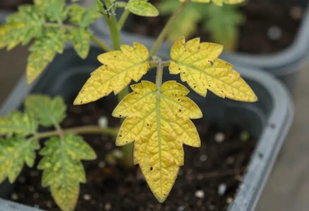 Potted tomato plant with yellow leaves due to poor drainage and stress