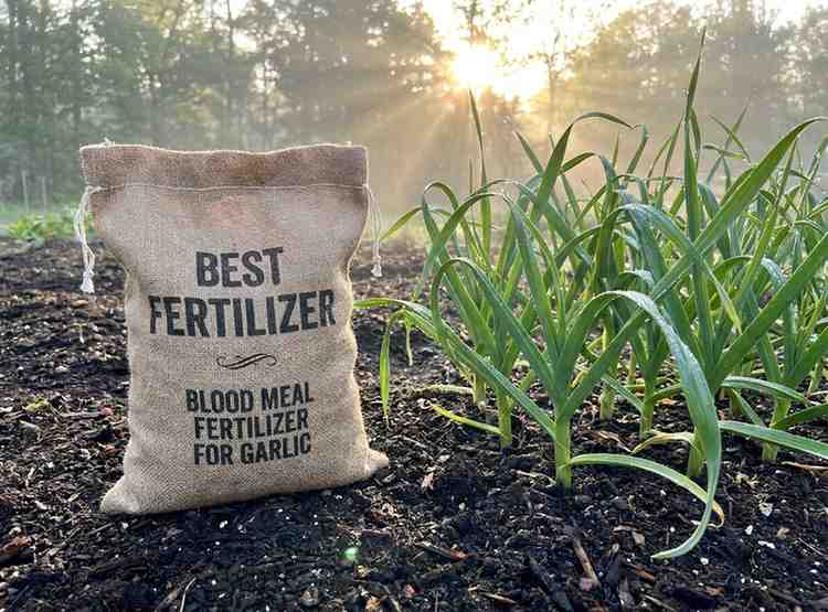 Blood Meal Fertilizer for Garlic