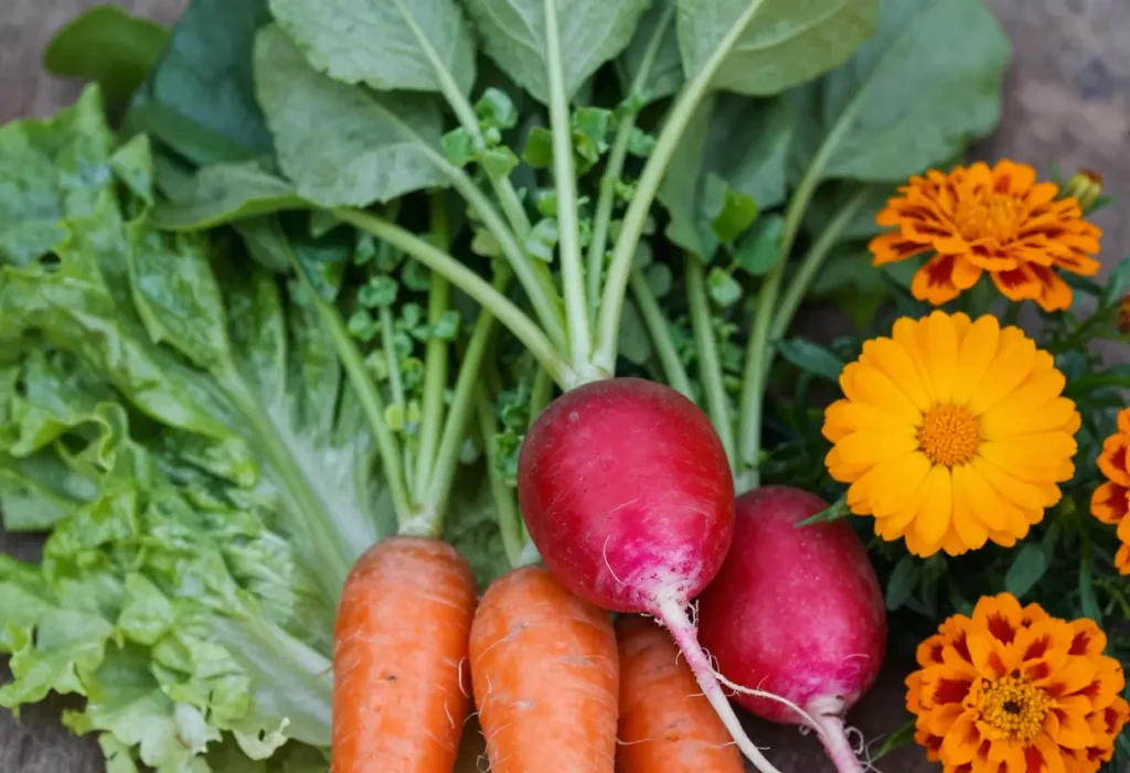Companion Planting With Radishes alongside carrots and lettuce plants