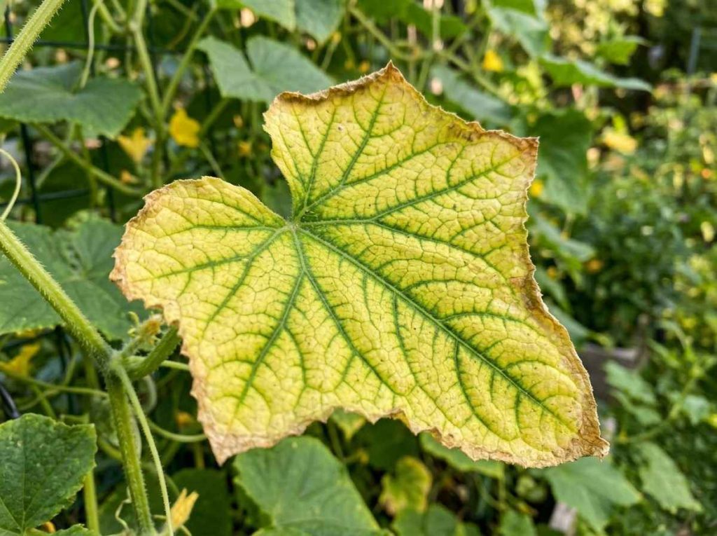 Cucumber Leaves Turning Yellow showing yellowing foliage on cucumber plant