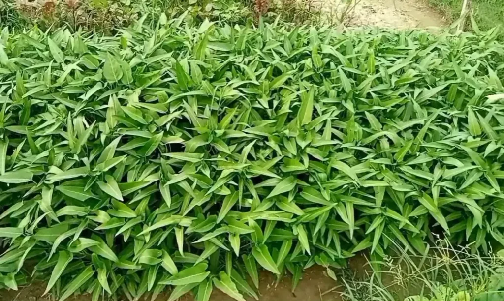 Growing Chinese Water Spinach showing healthy green leafy stems