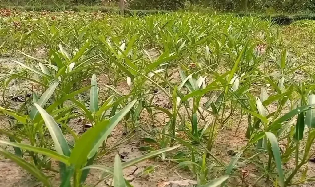 Growing Chinese Water Spinach in a home vegetable garden water setup