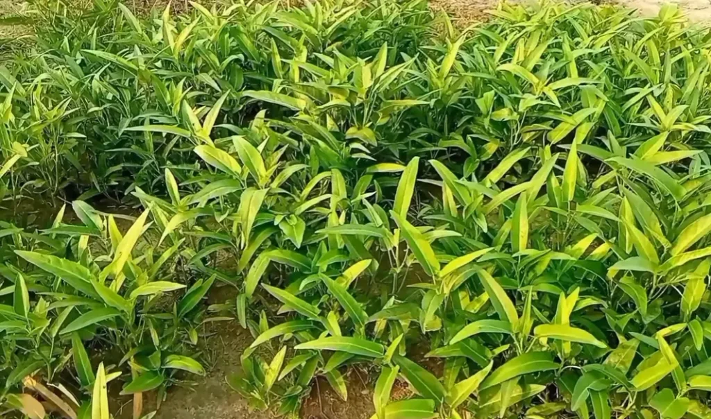 Growing Chinese Water Spinach in pots and containers for fresh harvest