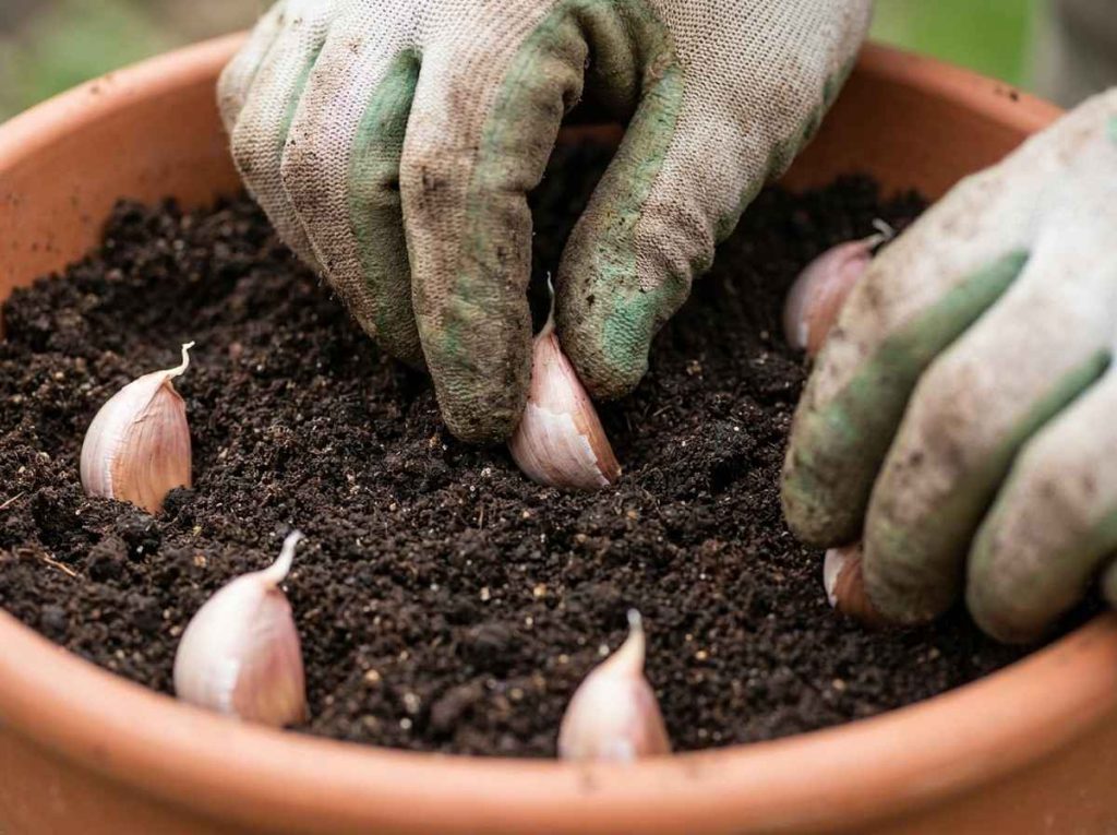 Growing Garlic in Containers showing healthy green garlic shoots